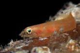 Diplecogaster tonstricula, author: Guitérrez, Joaquín