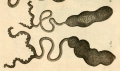 Echiura (spoon worms)