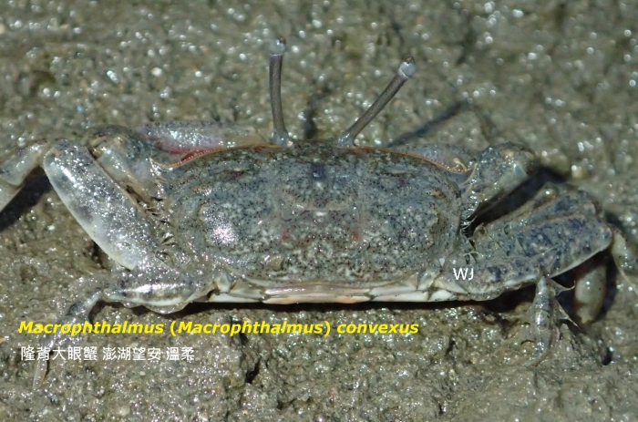 Macrophthalmus (Macrophthalmus) convexus 