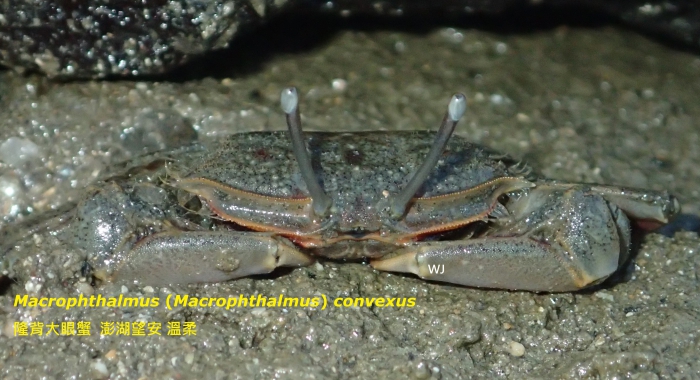 Macrophthalmus (Macrophthalmus) convexus 