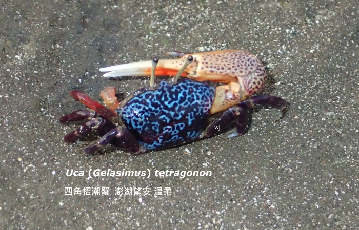 Uca (Gelasimus) tetragonon