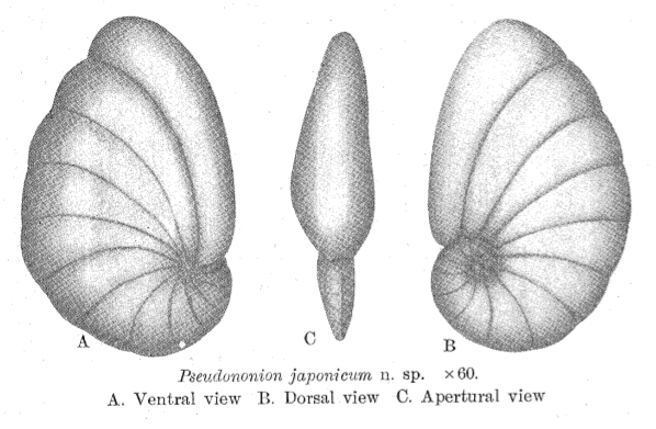Pseudononion japonicum Asano, 1936