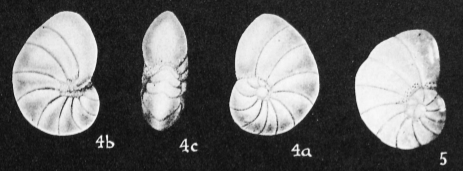 Nonionella atlantica Cushman, 1947