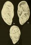 Robertinoides charlottensis (Cushman, 1925)