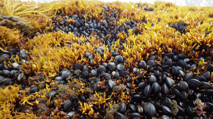 Mixed Bed of Blue Mussels and Irish Moss