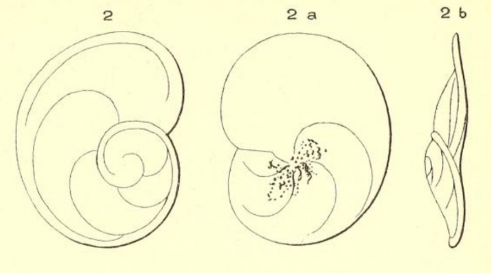 Rosalina depressa d'Orbigny, 1850 Rosalina depressa d'Orbigny, 1850