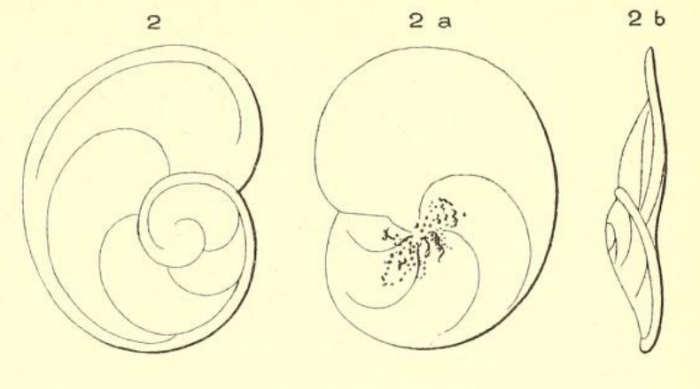 Rosalina depressa d'Orbigny, 1850