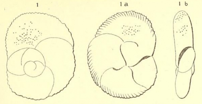 Rosalina semistriata d'Orbigny, 1839