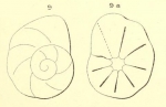Rotalia discoides d'Orbigny in Michelotti, 1841