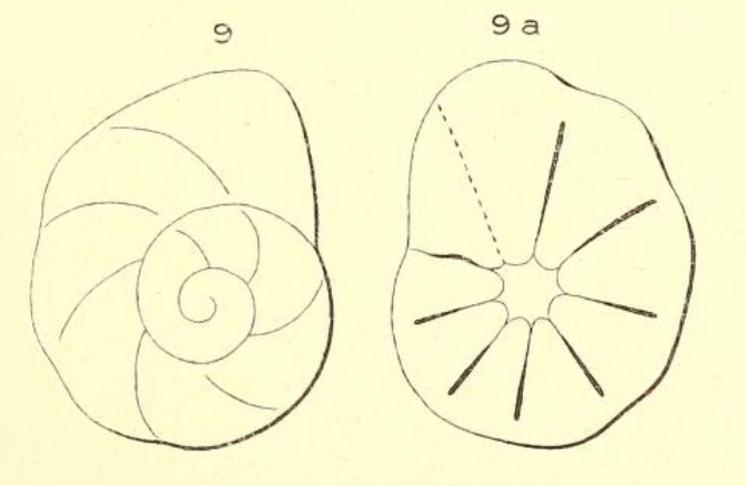 Rotalia discoides d'Orbigny in Michelotti, 1841