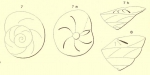 Rotalia trochus d'Orbigny, 1852 