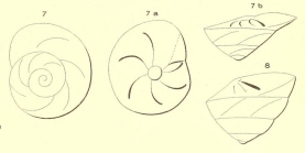 Rotalia trochus d'Orbigny, 1852 