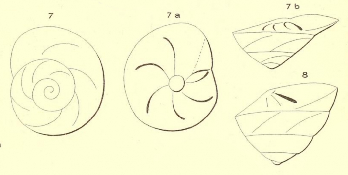 Rotalia trochus d'Orbigny, 1852 Rotalia trochus d'Orbigny, 1852