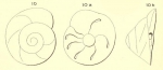 Rotalina elegans d'Orbigny in Terquem, 1878