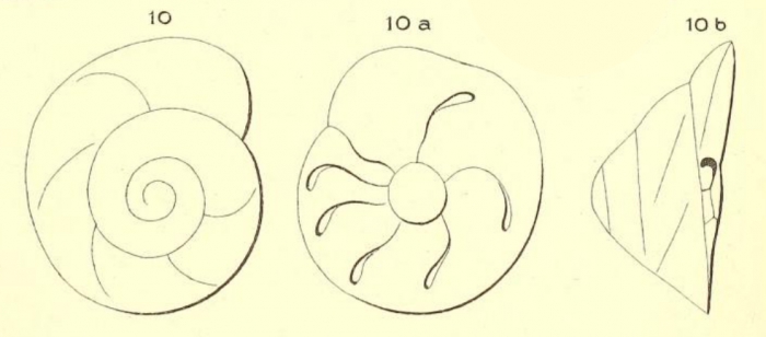 Rotalina elegans d'Orbigny in Terquem, 1878