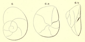 Rotalina gibbosa d'Orbigny, 1850