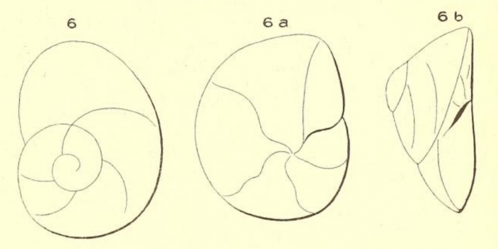 Rotalina gibbosa d'Orbigny, 1850 Rotalina gibbosa d'Orbigny, 1850