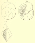 Rotalia saxorum d'Orbigny, 1850 