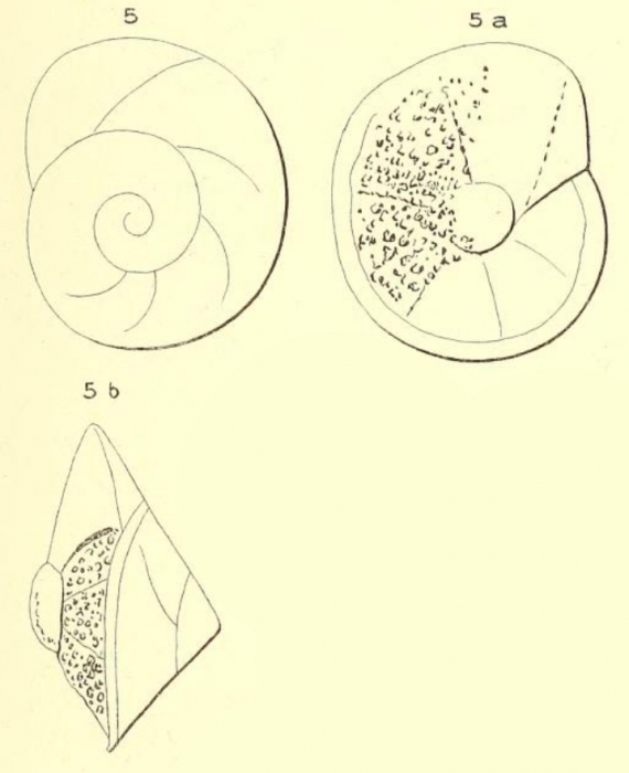 Rotalia saxorum d'Orbigny, 1850 Rotalia saxorum d'Orbigny, 1850
