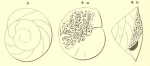 Rotalia trochidiformis (Lamarck, 1804)