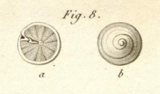 Rotalites trochidiformis Lamarck, 1804