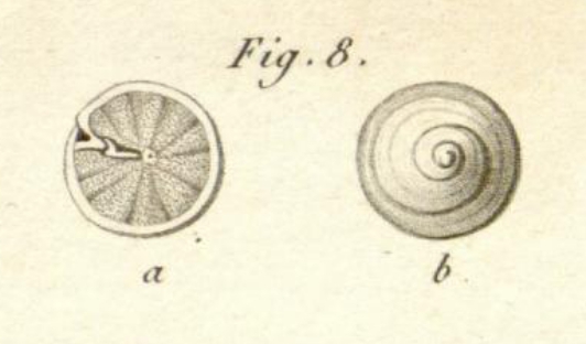 Rotalites trochidiformis Lamarck, 1804 Rotalites trochidiformis Lamarck, 1804