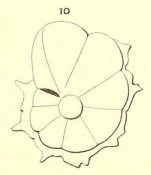 Rotalia audouini d'Orbigny, 1850