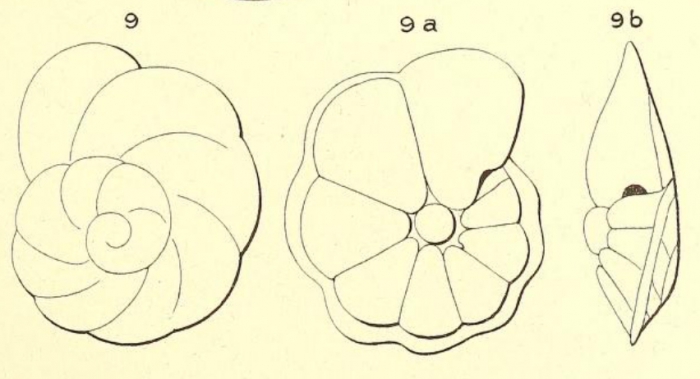Rotalia audouini d'Orbigny, 1850