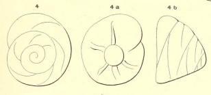 Rotalia dufresnii d'Orbigny, 1850