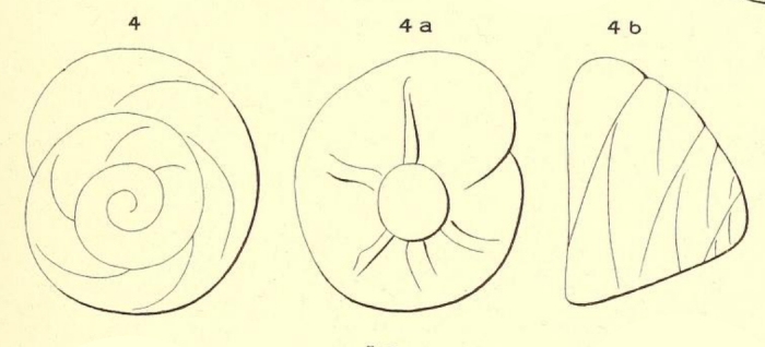 Rotalia dufresnii d'Orbigny, 1850 Rotalia dufresnii d'Orbigny, 1850