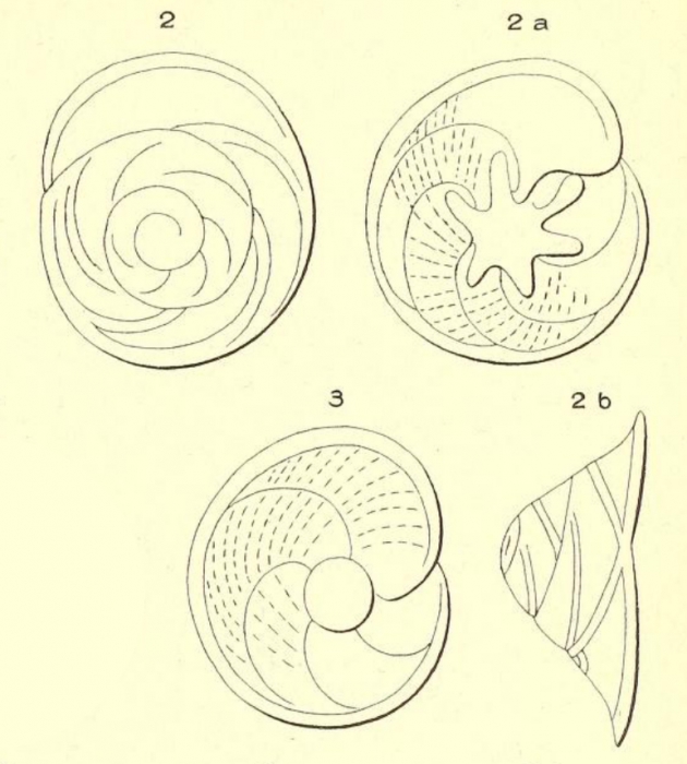 Rotalia grateloupi d'Orbigny in Michelotti, 1841