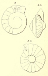 Chromista - Foraminifera (foraminifers)