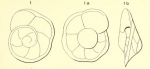 Rotalia marginata d'Orbigny, 1850
