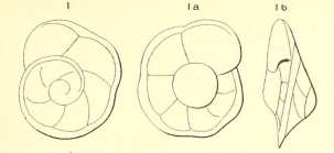 Rotalia marginata d'Orbigny, 1850