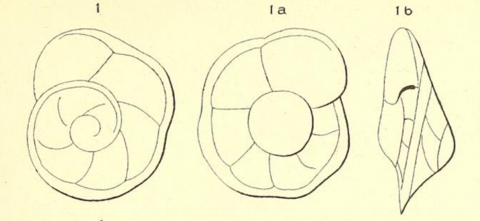 Rotalia marginata d'Orbigny, 1850 Rotalia marginata d'Orbigny, 1850