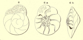 Rotalia papillosa d'Orbigny, 1850