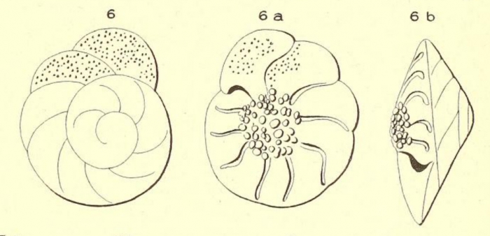 Rotalia papillosa d'Orbigny, 1850 Rotalia papillosa d'Orbigny, 1850
