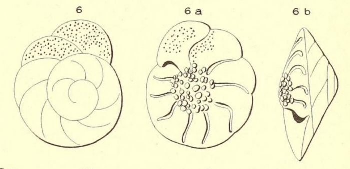 Rotalia papillosa d'Orbigny, 1850