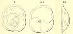 Rotalia punctata d'Orbigny in Fornasini, 1906