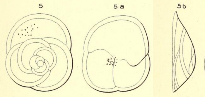 Rotalia punctata d'Orbigny in Fornasini, 1906 Rotalia punctata d'Orbigny in Fornasini, 1906