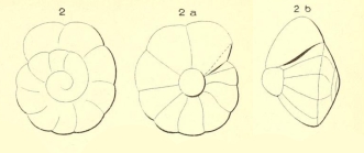 Rotalia suessoniensis d'Orbigny, 1850