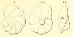 Rotalia burdigalensis d'Orbigny, 1852