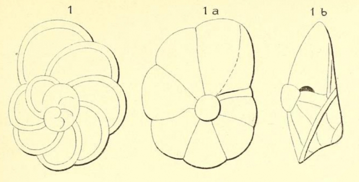 Rotalia burdigalensis d'Orbigny, 1852 Rotalia burdigalensis d'Orbigny, 1852
