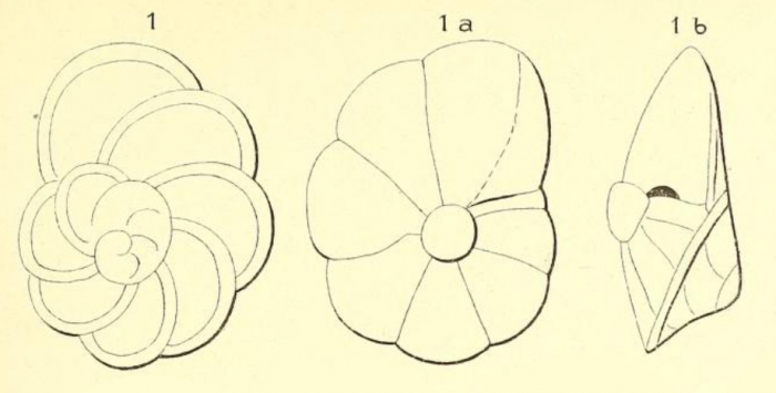 Rotalia burdigalensis d'Orbigny, 1852