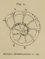 Rotalia lithothamnica Uhlig, 1886 Rotalia lithothamnica Uhlig, 1886