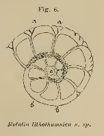 Rotalia lithothamnica Uhlig, 1886