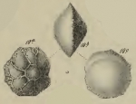 Rotalia lithothamnica Uhlig, 1886