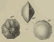 Rotalia lithothamnica Uhlig, 1886 Rotalia lithothamnica Uhlig, 1886