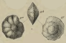 Rotalia lithothamnica Uhlig, 1886 Rotalia lithothamnica Uhlig, 1886