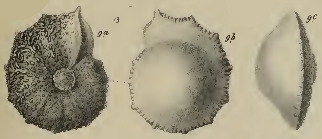 Rotalia lithothamnica Uhlig, 1886 Rotalia lithothamnica Uhlig, 1886